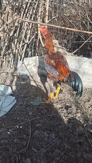 Ветеринар кызматы: Сатам | Короздор | Тебиштирүүчү | Көбөйтүү үчүн — 2