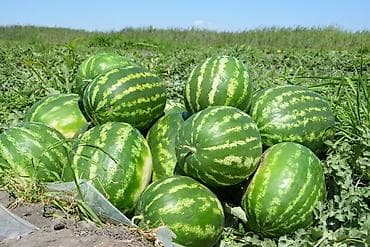 Арбузы Оптом, В розницу
