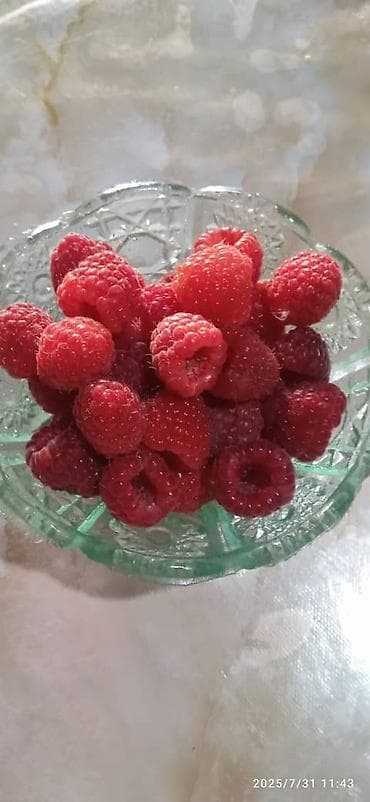 Саженцы малины (корнесобственные) - Крупноплодная малина с