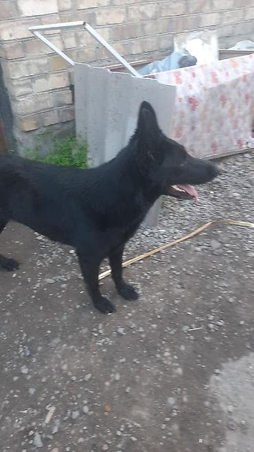 немецкая овчарка черная цена: Собака даром: Немецкая овчарка, 2 года, Самка — 4