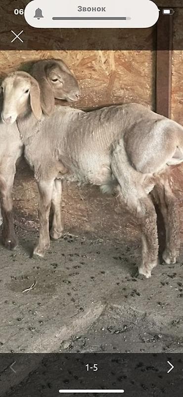 Продаю | Ягненок, Баран (самец) | Арашан | На забой, Для разведения | Племенные, Осеменитель