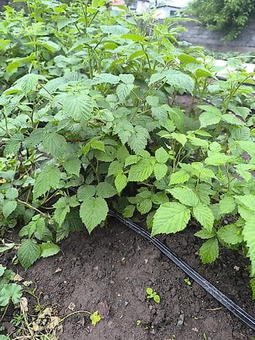 Саженцы малины (вегетативные побеги с корневой порослью). Описание: -