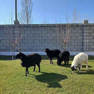 Аквариумы: Продаю | Овца (самка) | Для разведения | Ярка — 6