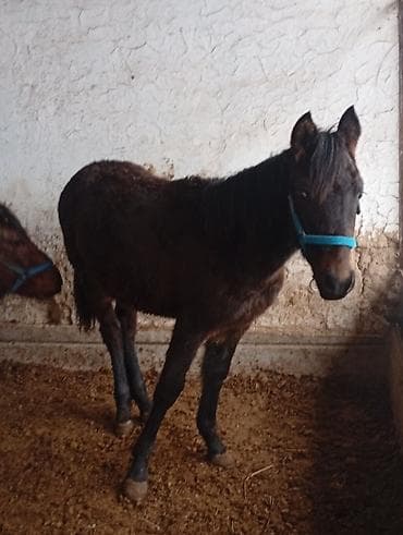 черный брама: Продаю | Жеребенок | Для разведения — 1