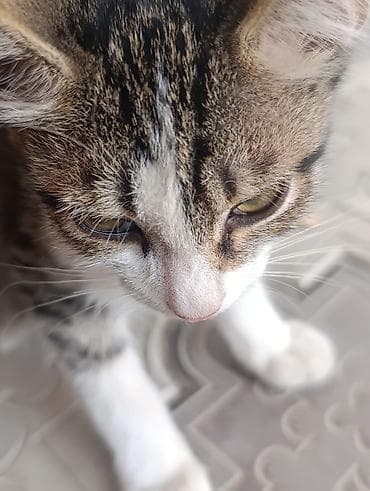 Котёнок, полосатый табби с белыми лапками и белой мордочкой — 1