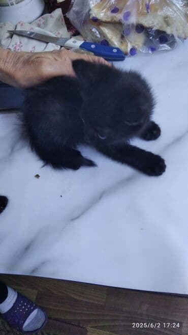 новорожденные котята: Беспородная, 2 месяца, Девочка, Черный, Приучена к лотку — 2