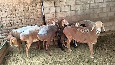 шведская корова: Продаю | Овца (самка) | Для разведения | Племенные — 3