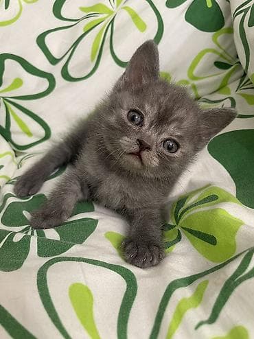 котята британские короткошерстные: Британская короткошёрстная, 1 месяц, Мальчик, Серый, Метис — 2