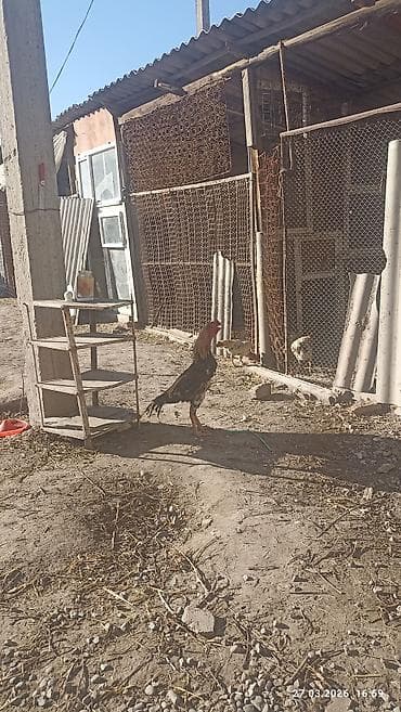 голубые чулки: Продаю петуха, дакан туляк. Взрослыйбольшой высокий . находится в — 8