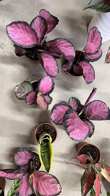 Бөлмө өсүмдүктөрү: Калатея розеопикта (Calathea roseopicta) «Rosy» — — 3