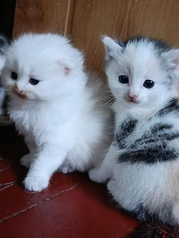 абиссинский кот: Котята, длинношёрстные, домашние. Окрас: белый и белый с серо-чёрными — 2