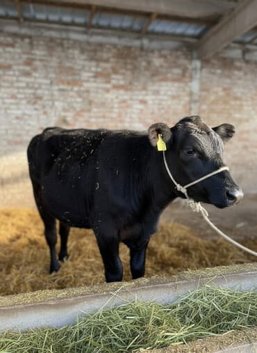 отдам даром охотничью собаку: Продаю | Корова (самка), Тёлка | Ангус | На откорм, Для молока | Привязанные — 3