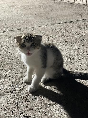 Үй жаныбарлары: Котёнок с короткими загнутыми ушками (тип «скоттиш-фолд» по внешнему — 3