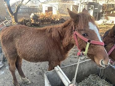 продаю кунан: Продаю | Жеребенок — 2