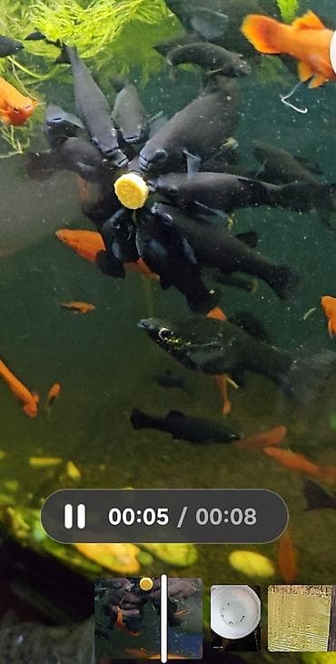 Продаю аквариумных рыбок 🐠 В наличии здоровые, активные рыбки: барбусы