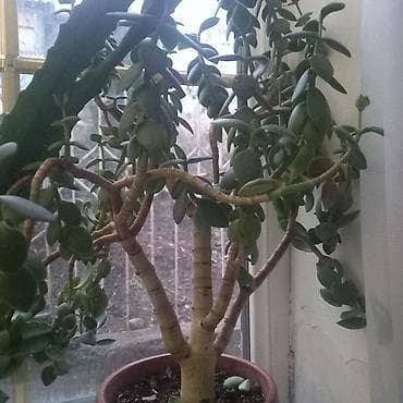салют бишкек цена: Продаю фикус чёрный принц выше метра высотой 1000с,декабрист бело- — 8