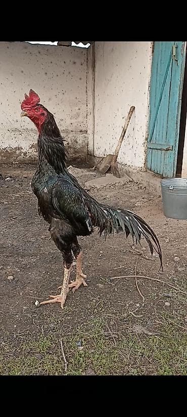петух жерси: Продаю | Петух | Бойцовая | Для разведения — 3