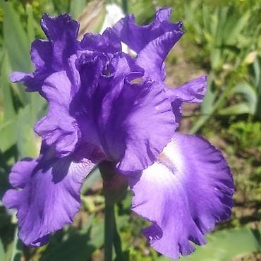 токмок тумба: Ирисы 100сом — 2