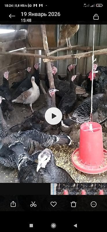 Услуги ветеринара: Домашняя птица: гуси и индейки Предлагаются хозяйственные птицы: - — 5