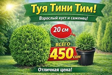 купить тую: Саженцы деревьев: Туи — 3