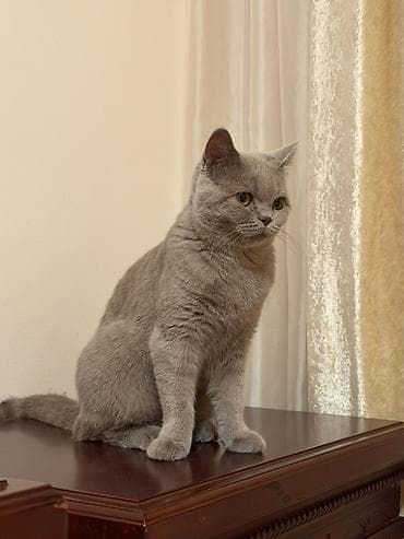 собаки каракол: Продается шотландская кошка. Возраст: 10 месяцев. Имеются документы — 1