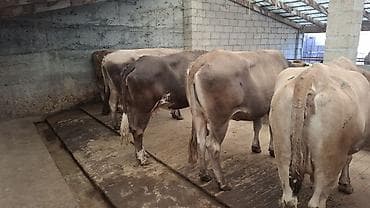 бараны цена бишкек: Продаю | Корова (самка), Бык (самец) — 1