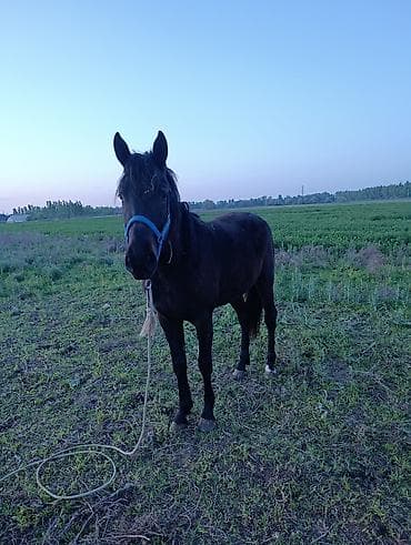 данчак тайлар: Продаю | Кобыла (самка) — 2