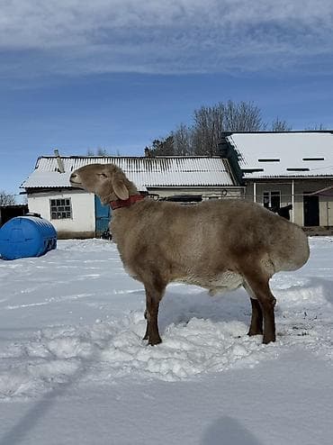 ветеринар чолпон ата: Сатам | Кочкор (эркек) | Арашан | Көбөйтүү үчүн | Жасалма жол менен боозутуу — 3