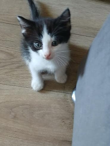 кошка домик: 1 месяц, Девочка, Белый — 6