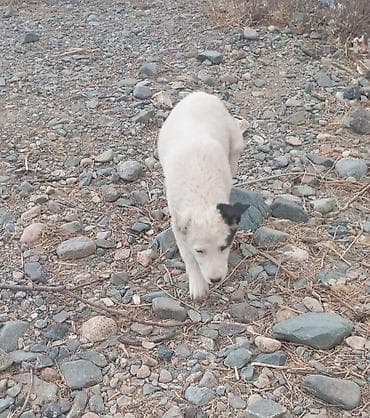 ящик ош: Ит бекер берилет: Алабай, 5 айлык, Ургаачы, Ит тегин тастыктоочу документ — 1