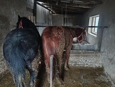 гнёзда для кур: Продаю | Кобыла (самка) | Полукровка | Рабочий — 3