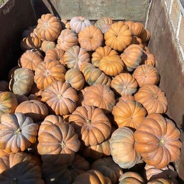 инструмент для огорода: Тыква мускатная (плоско‑ребристая) - Сорт: мускатный, крупноплодный — 1