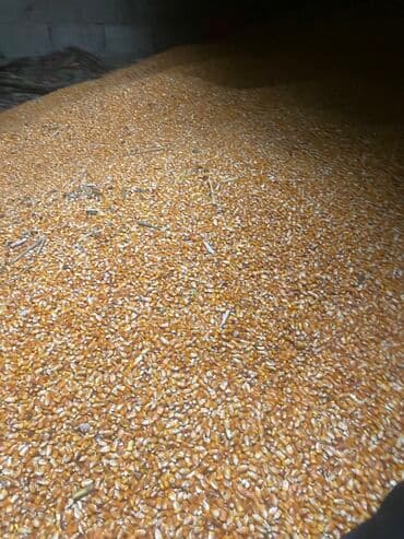 тюк пресс: Кукуруза 🌽 в мешках В Бишкеке 25 турецкая влажность 12 — 2