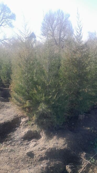 🔥🔥🔥Продаются саженцы можжевельника и туи! Качественные, здоровые