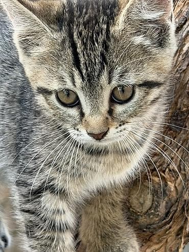 Животные: Котята в добрые руки. Котенок, кошки Девочки 2,5 месяца. Ручные — 2