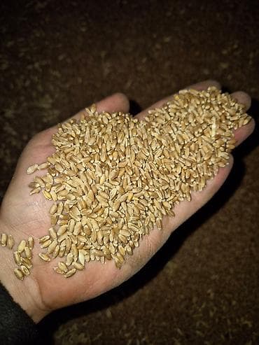 СКХ "Ростик" реализует пшеницу озимая, сорт «Влада» — урожай 2025 г