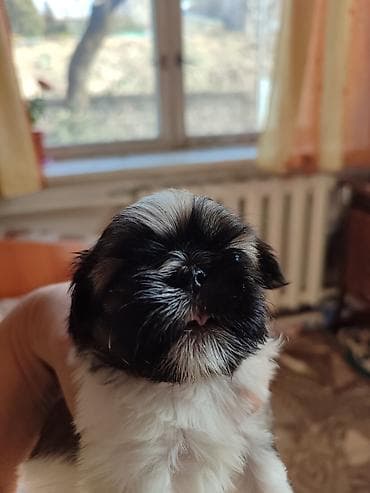 лайка цена: Щенок декоративной породы (типа ши-тцу/пекинес): компактный формат — 1