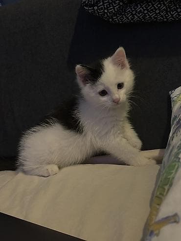 аббисинская кошка: Кошка даром: Беспородная, 8 месяцев, Мальчик, Приучена к лотку — 1