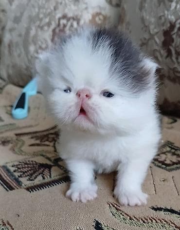 бенгалы котята: Персидский котёнок. Эксклюзив ! Шикарная персидская кошечка в — 8