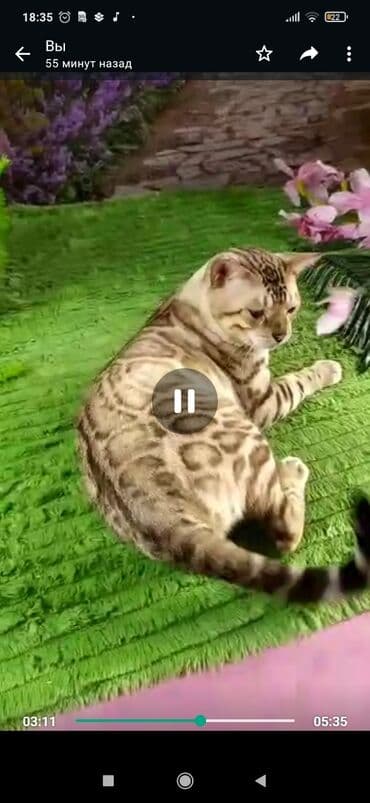 рэгдолл цена бишкек: Бенгал, 2 жаш, Эркек, Ак, Бычылган, Лотокко барууга үйрөтүлгөн, Курттардан тазаланган — 20