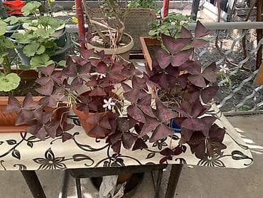 сортовые глоксинии купить: Возможно обмен на клубневая бегоня — 1