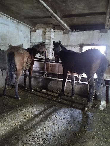 охотничый собака: Продаю | Жеребец | Для разведения | Племенные — 3