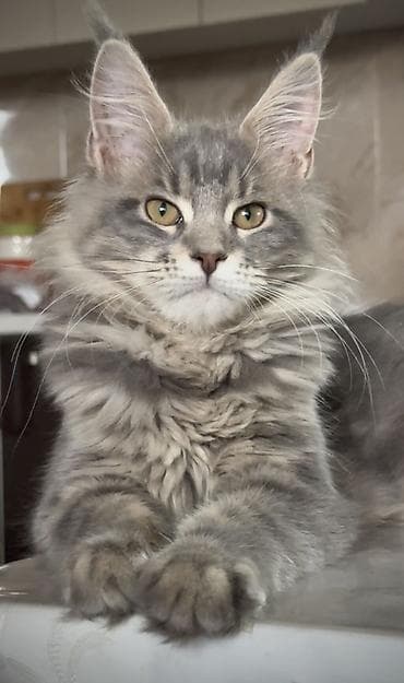котята кант: Чистокровные котята породы Мейн Кун! Здоровы, приучены к лотку — 2