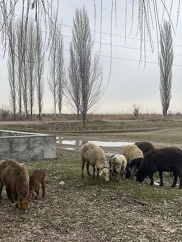 Продаю | Овца (самка) | Для разведения | Матка