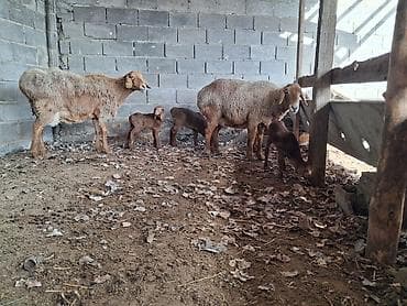 Үй жаныбарлары үчүн товарлар: Сатам | Кочкор (эркек) | Арашан | Бооз, Ургаачы — 6