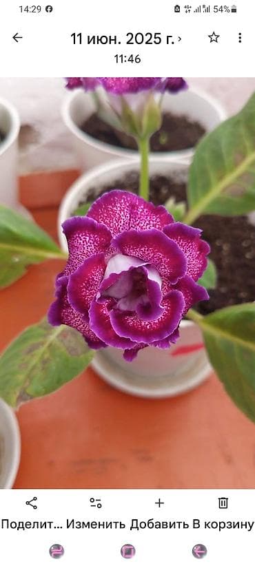 клубника ягоды: Глоксиния (Sinningia speciosa) — комнатное цветущее растение с — 2