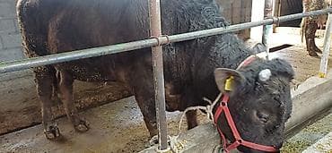 жаш торпоктор: Сатам | Музоо | Бордоп семиртүү үчүн — 6