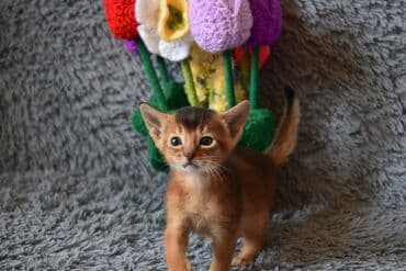 сколько стоит сфинкс кошка: Настоящие абиссинские котята! Домашний питомник с многолетним опытом — 15