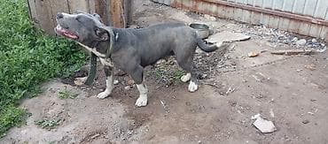 продаю собаку: Собака даром: Питбуль, 2 года, Самка — 2