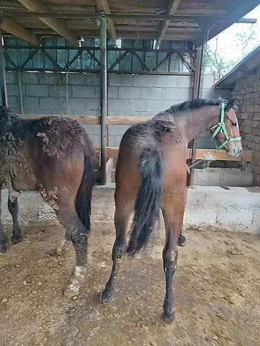 Животные: Байлаган тайлар сатылат. 3 ай болду. Чон тайлар. Адрес беловодскийде — 5